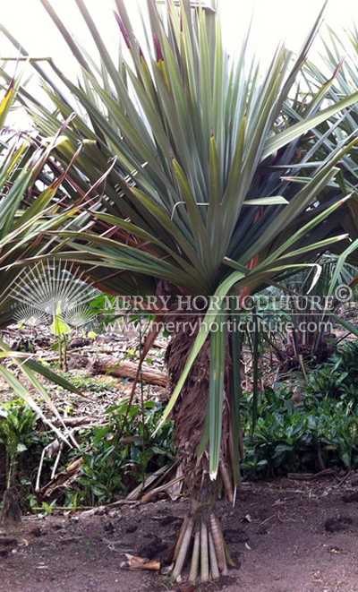 Pandanus Utilis Screwpine